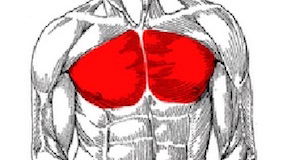 Improve Your Chest Development!