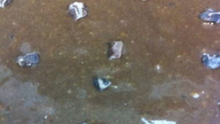 Chocolate Avocado Dessert Pudding